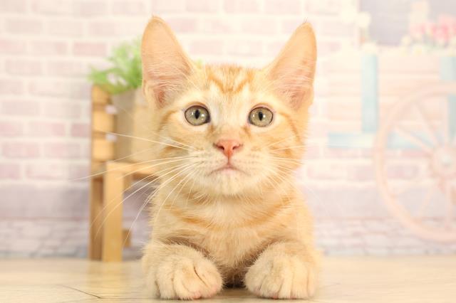 三重県のアメリカンカール (Coo&RIKU四日市店/2025年5月10日生まれ/男の子/レッドタビー)の子猫の1枚目の画像