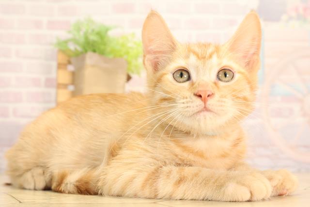三重県のアメリカンカール (Coo&RIKU四日市店/2025年5月10日生まれ/男の子/レッドタビー)の子猫の2枚目の画像