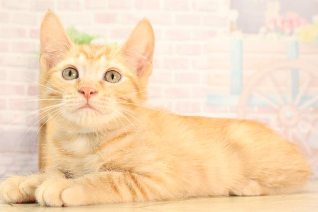 三重県のアメリカンカール (Coo&RIKU四日市店/2025年5月10日生まれ/男の子/レッドタビー)の子猫の3枚目の画像