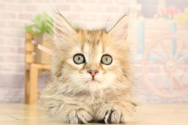 三重県のミヌエット (Coo&RIKU津高茶屋店/2025年5月18日生まれ/女の子/ブラウンタビー)の子猫の1枚目の画像