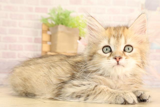 三重県のミヌエット (Coo&RIKU津高茶屋店/2025年5月18日生まれ/女の子/ブラウンタビー)の子猫の2枚目の画像