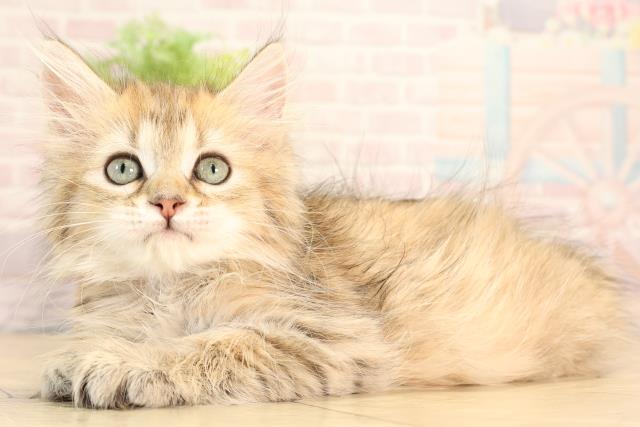 三重県のミヌエット (Coo&RIKU津高茶屋店/2025年5月18日生まれ/女の子/ブラウンタビー)の子猫の3枚目の画像