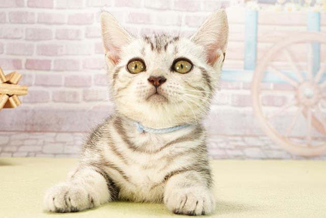愛知県のアメリカンショートヘアー (Coo&RIKU半田店/2025年5月8日生まれ/男の子/シルバータビー)の子猫の1枚目の画像