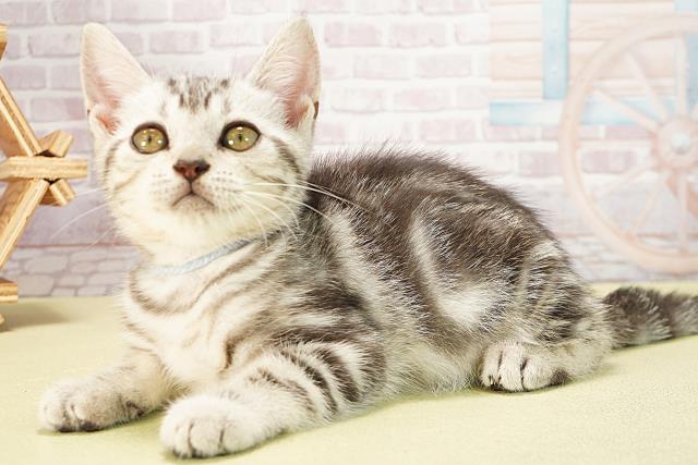 愛知県のアメリカンショートヘアー (Coo&RIKU半田店/2025年5月8日生まれ/男の子/シルバータビー)の子猫の3枚目の画像