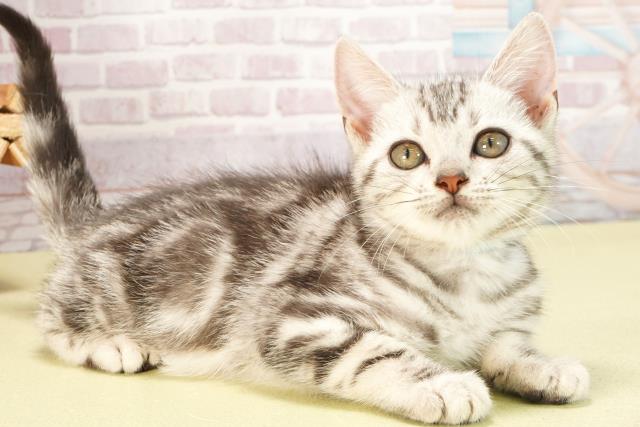 愛知県のアメリカンショートヘアー (Coo&RIKU東海店/2025年5月8日生まれ/男の子/シルバータビー)の子猫の2枚目の画像