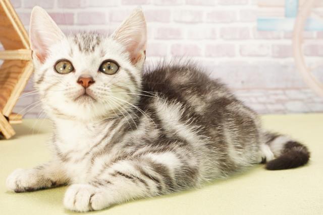 愛知県のアメリカンショートヘアー (Coo&RIKU東海店/2025年5月8日生まれ/男の子/シルバータビー)の子猫の3枚目の画像