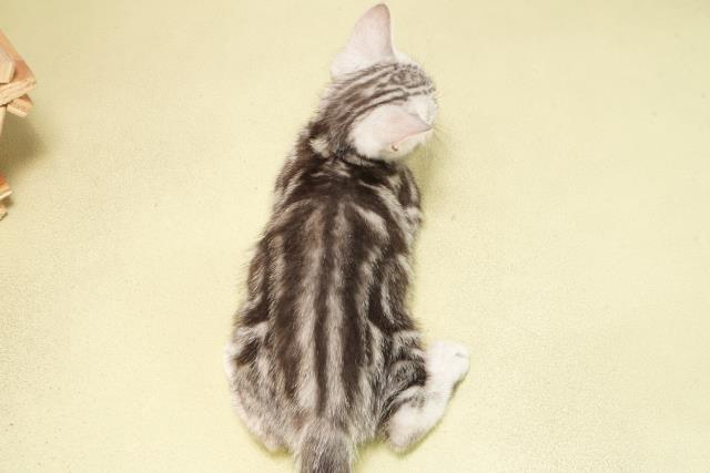 愛知県のアメリカンショートヘアー (Coo&RIKU東海店/2025年5月8日生まれ/男の子/シルバータビー)の子猫の4枚目の画像