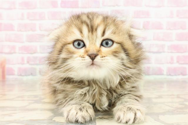 スコティッシュフォールド
