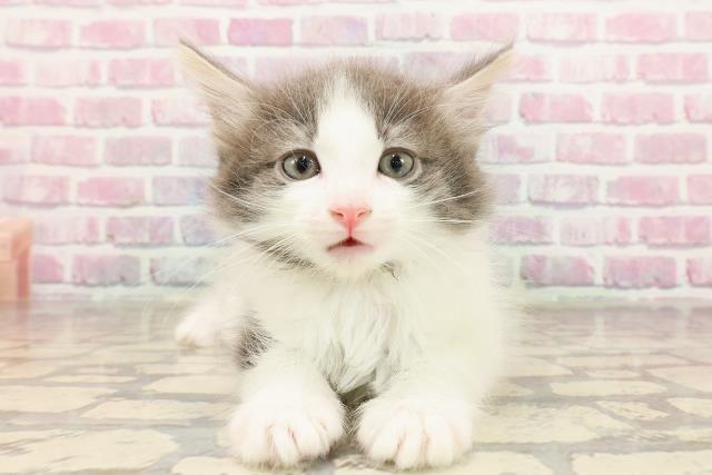 ノルウェージャン・フォレストキャット