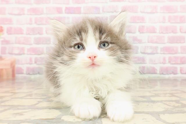 ノルウェージャン・フォレストキャット