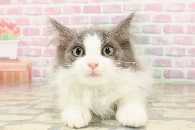 ノルウェージャン・フォレストキャット