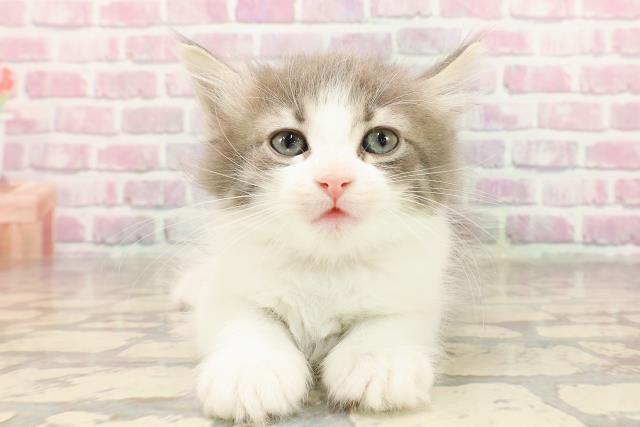 ノルウェージャン・フォレストキャット