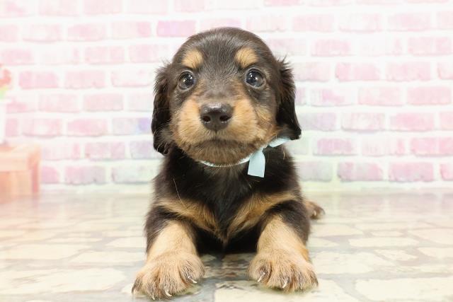 ミニチュア・ダックスフンドの子犬一覧｜ペットショップCoo＆RIKU