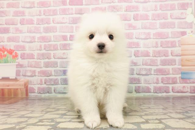 宮城県の日本スピッツ (Coo&RIKU仙台太白店/2025年6月1日生まれ/男の子/ホワイト)の子犬
