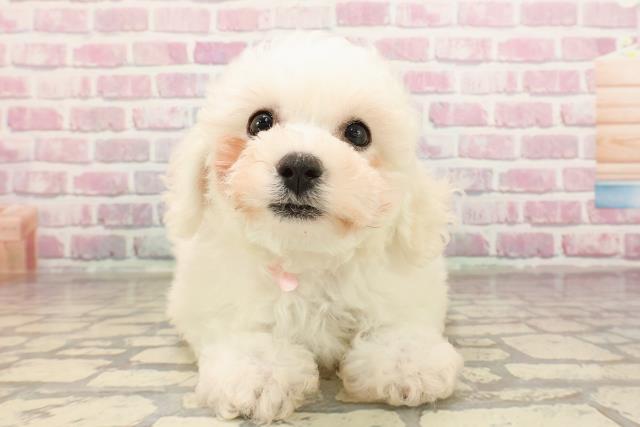栃木県のビションフリーゼ (Coo&RIKUFKDインターパーク店/2025年5月31日生まれ/女の子/ホワイト)の子犬の1枚目の画像