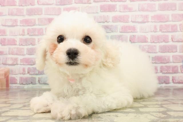 栃木県のビションフリーゼ (Coo&RIKUFKDインターパーク店/2025年5月31日生まれ/女の子/ホワイト)の子犬の2枚目の画像