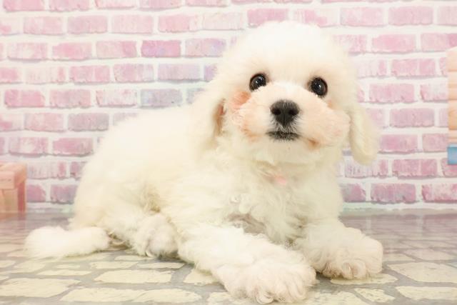 栃木県のビションフリーゼ (Coo&RIKUFKDインターパーク店/2025年5月31日生まれ/女の子/ホワイト)の子犬の3枚目の画像
