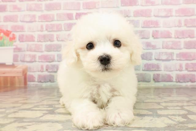栃木県のビションフリーゼ (Coo&RIKU足利店/2025年6月3日生まれ/男の子/ホワイト)の子犬の1枚目の画像
