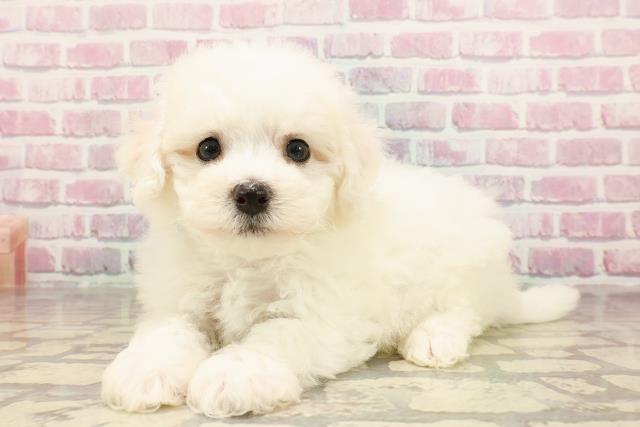 栃木県のビションフリーゼ (Coo&RIKU足利店/2025年6月3日生まれ/男の子/ホワイト)の子犬の2枚目の画像