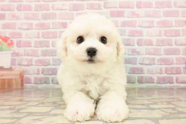 群馬県のビションフリーゼ (Coo&RIKU前橋店/2025年6月3日生まれ/男の子/ホワイト)の子犬の1枚目の画像