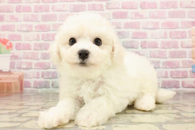 群馬県のビションフリーゼ (Coo&RIKU前橋店/2025年6月3日生まれ/男の子/ホワイト)の子犬の2枚目の画像