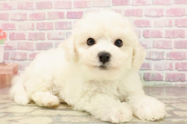 群馬県のビションフリーゼ (Coo&RIKU前橋店/2025年6月3日生まれ/男の子/ホワイト)の子犬の3枚目の画像