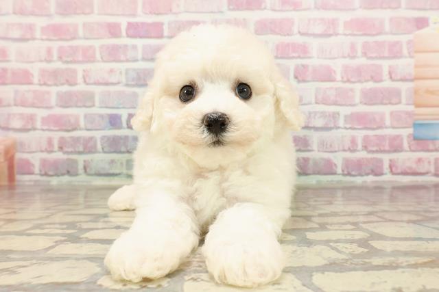 神奈川県のビションフリーゼ (Coo&RIKU藤沢店/2025年6月3日生まれ/男の子/ホワイト)の子犬の1枚目の画像