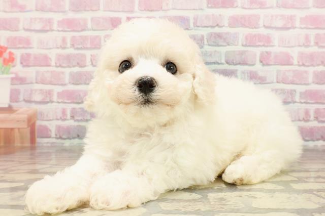 神奈川県のビションフリーゼ (Coo&RIKU藤沢店/2025年6月3日生まれ/男の子/ホワイト)の子犬の2枚目の画像