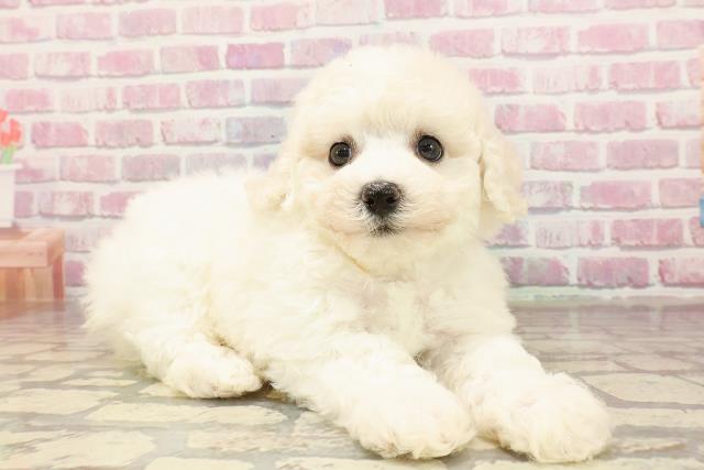 神奈川県のビションフリーゼ (Coo&RIKU藤沢店/2025年6月3日生まれ/男の子/ホワイト)の子犬の3枚目の画像