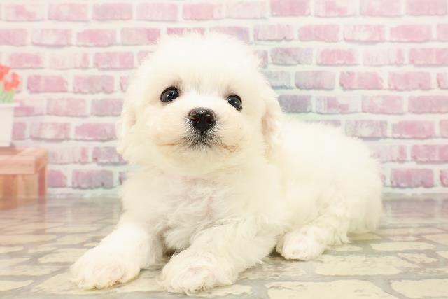 神奈川県のビションフリーゼ (Coo&RIKU小田原店/2025年6月3日生まれ/女の子/ホワイト)の子犬の2枚目の画像