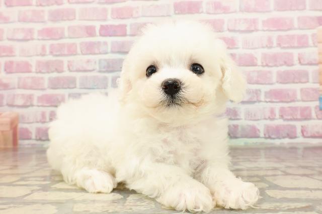 神奈川県のビションフリーゼ (Coo&RIKU小田原店/2025年6月3日生まれ/女の子/ホワイト)の子犬の3枚目の画像