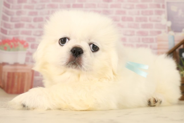 福岡県のペキニーズ (Coo&RIKU福岡東店/2025年6月2日生まれ/男の子/ホワイト)の子犬の3枚目の画像
