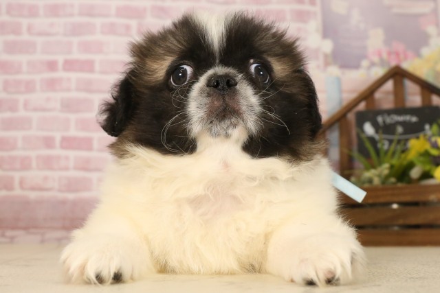 熊本県のペキニーズ (Coo&RIKU宇土シティモール店/2025年6月2日生まれ/男の子/フォーンホワイト)の子犬の1枚目の画像