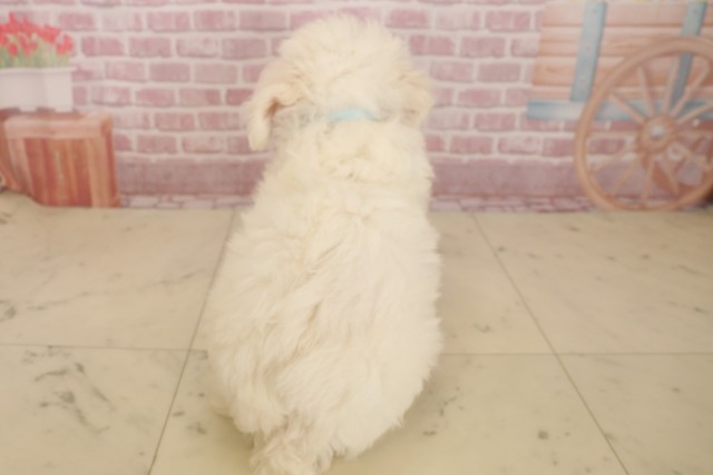熊本県のビションフリーゼ (Coo&RIKU熊本店/2025年5月31日生まれ/男の子/ホワイト)の子犬の4枚目の画像