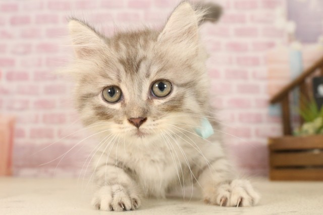 熊本県のサイベリアン (Coo&RIKUイオンモール宇城店/2025年6月2日生まれ/男の子/ブルータビー)の子猫の1枚目の画像