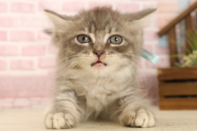 長崎県のサイベリアン (Coo&RIKU大村店/2025年6月2日生まれ/男の子/ブルータビーホワイト)の子猫の1枚目の画像