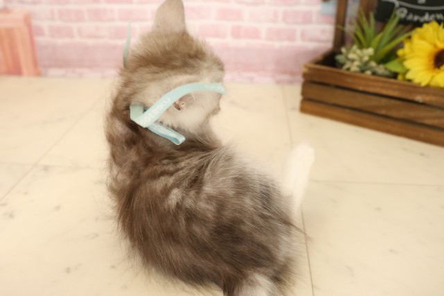 長崎県のサイベリアン (Coo&RIKU大村店/2025年6月2日生まれ/男の子/ブルータビーホワイト)の子猫の4枚目の画像