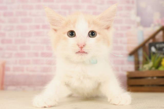 ノルウェージャン・フォレストキャット