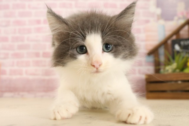 ノルウェージャン・フォレストキャット