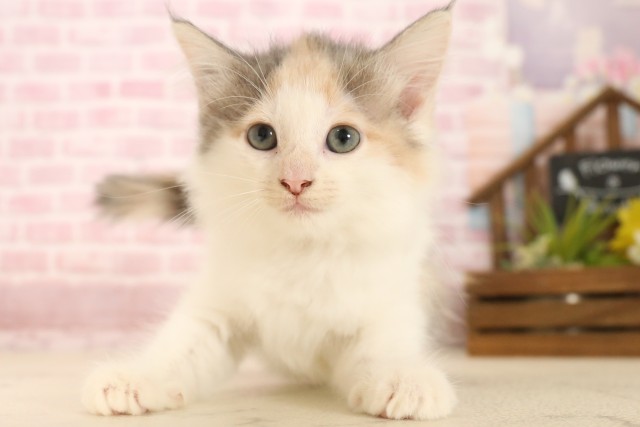 ノルウェージャン・フォレストキャット