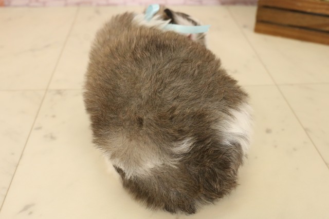 福岡県のチワマル/マルチワ(チワワ×マルチーズ) (Coo&RIKUフォレストシティ春日店/2025年6月3日生まれ/男の子/フォーンホワイト)の子犬の4枚目の画像