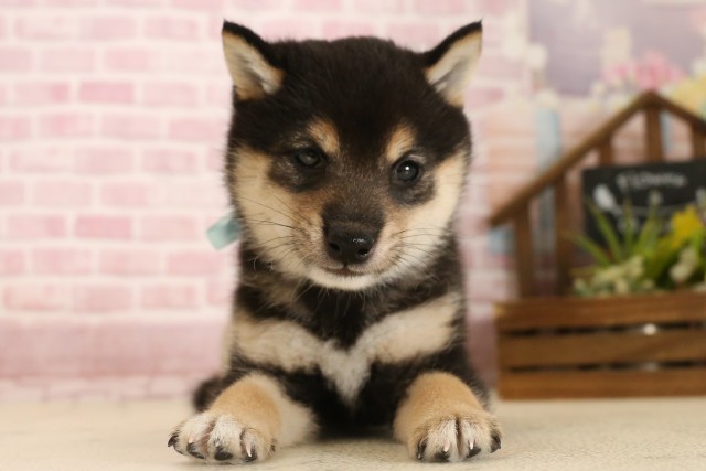 福岡県の豆柴 (Coo&RIKU福岡西店/2025年6月3日生まれ/男の子/黒)の子犬の1枚目の画像