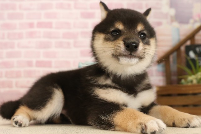 福岡県の豆柴 (Coo&RIKU福岡西店/2025年6月3日生まれ/男の子/黒)の子犬の2枚目の画像
