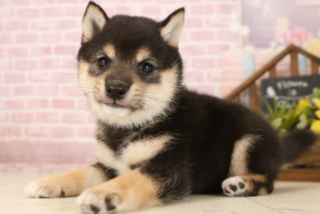 福岡県の豆柴 (Coo&RIKU福岡西店/2025年6月3日生まれ/男の子/黒)の子犬の3枚目の画像