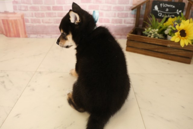 福岡県の豆柴 (Coo&RIKU福岡西店/2025年6月3日生まれ/男の子/黒)の子犬の4枚目の画像