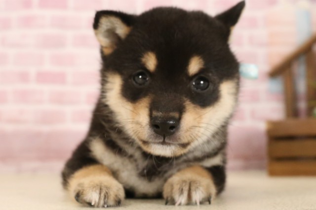 福岡県の豆柴 (Coo&RIKUフォレストシティ春日店/2025年6月3日生まれ/男の子/黒)の子犬の1枚目の画像