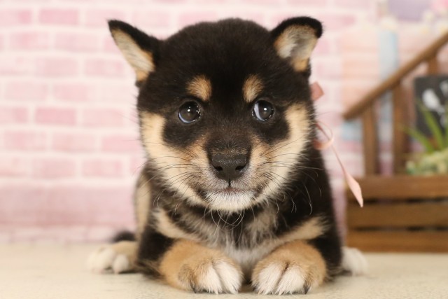 福岡県の豆柴 (Coo&RIKU福岡東店/2025年6月3日生まれ/女の子/黒)の子犬の1枚目の画像