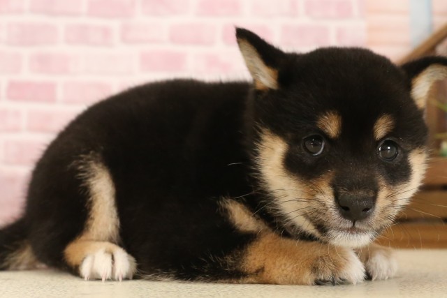 福岡県の豆柴 (Coo&RIKU福岡東店/2025年6月3日生まれ/女の子/黒)の子犬の2枚目の画像