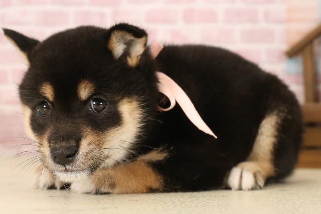 福岡県の豆柴 (Coo&RIKU福岡東店/2025年6月3日生まれ/女の子/黒)の子犬の3枚目の画像