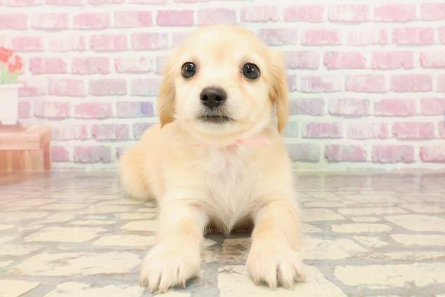 栃木県のチワックス(チワワ×ダックス) (Coo&RIKU小山店/2025年6月3日生まれ/女の子/クリーム)の子犬